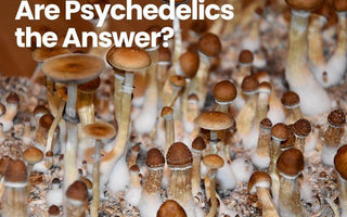 How to Think Clearer, Be Happier and Live a Stress-Free Life Are Psychedelics the Answer? - Pureline Nutrition